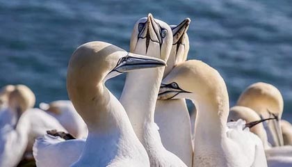 美国铸币局官宣：苹果联合创始人乔布斯，将登上美国创新1美元硬币，计划明年发行