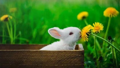 俄乌大结局终于要来了？泽连斯基决定停战，向普京开出个前置条件