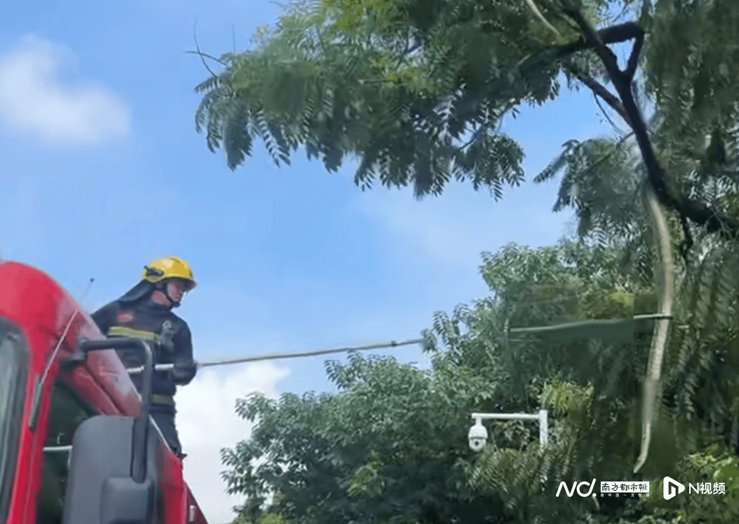 超2米长巨蟒“从天而降”,消防3分钟捉蛇,事发佛山顺德