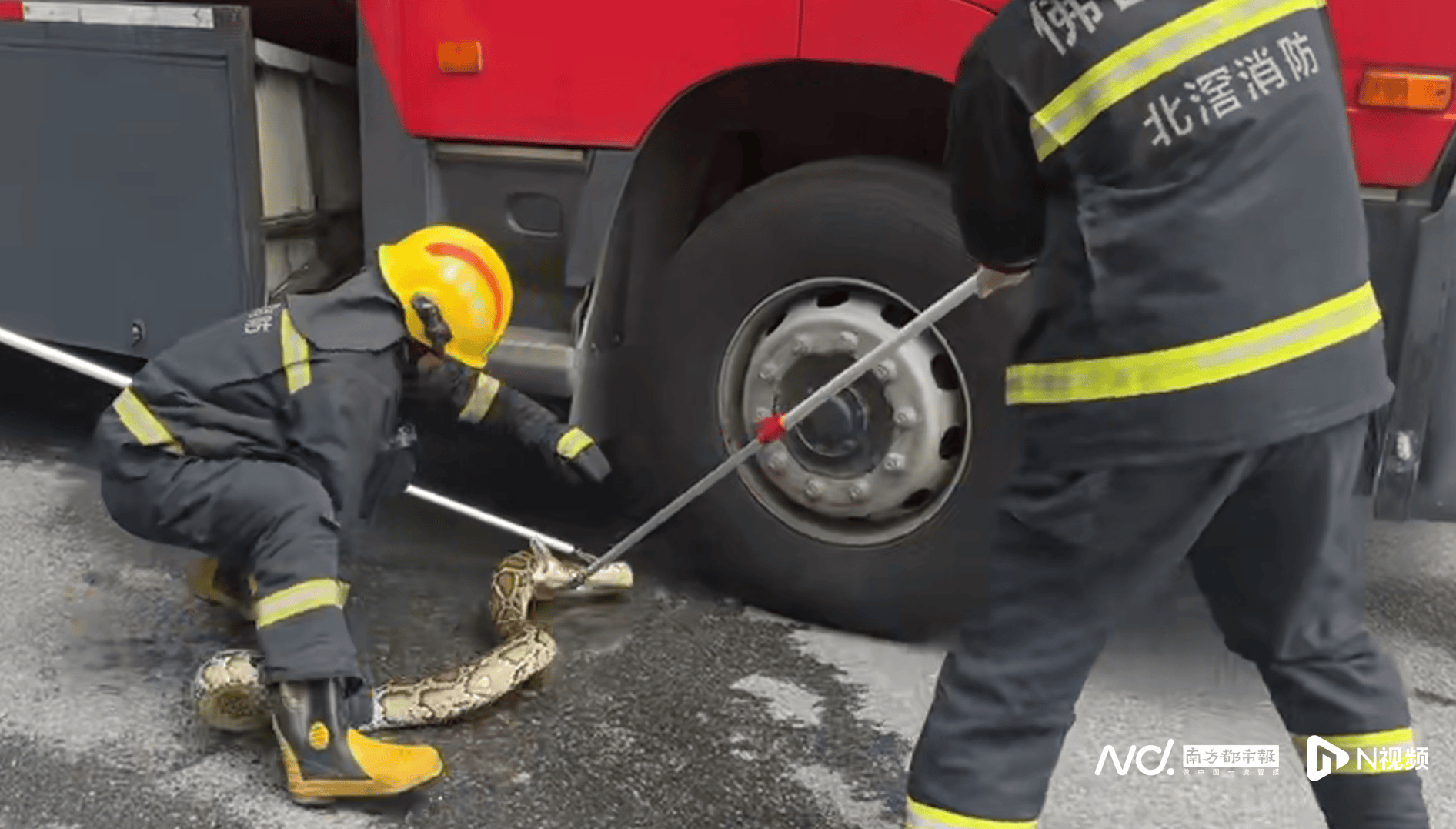 超2米长巨蟒“从天而降”,消防3分钟捉蛇,事发佛山顺德