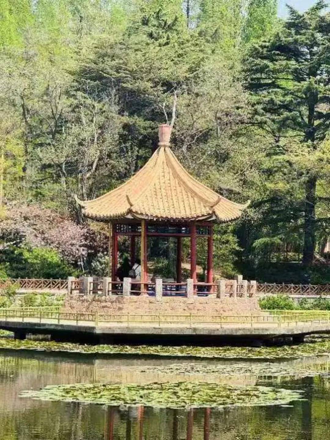 青岛中山公园一凉亭突然倒塌：一年前刚完成修缮，园方称无伤亡原因待查