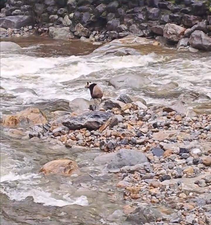 游客在陕西龙吟峡偶遇大熊猫过河，景区：系纯野生秦岭大熊猫，今年首次发现