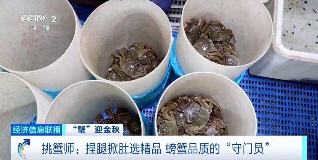 平均月收入约2万元！30年工作经验“金牌挑蟹师”如何选螃蟹？