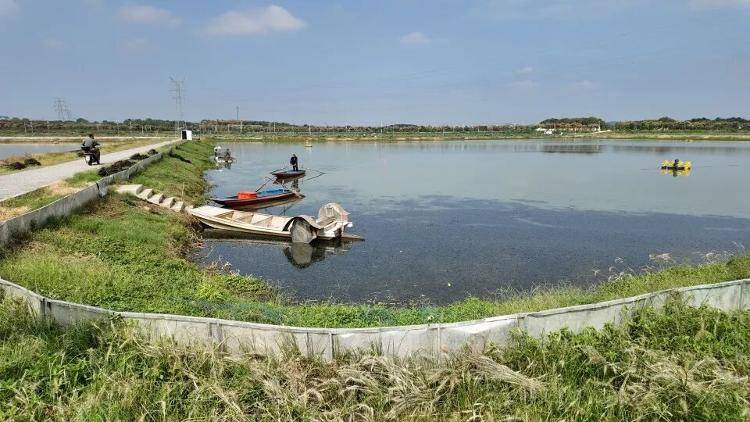 武汉江夏一地大闸蟹大量上市，日产1000斤当天售完，每只螃蟹有自己的“身份证”，吃深海小黄鱼长大