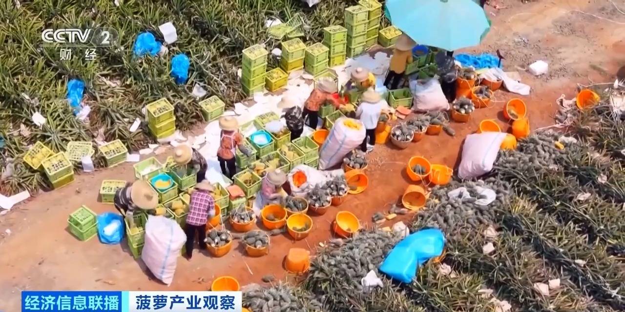 “菠萝的海”丰收了 全国三分之一的菠萝来自这里